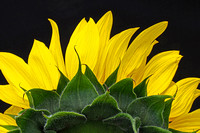Sunflower Derrier