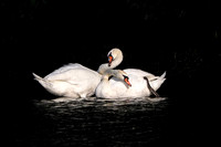 Swans On Black River Pond