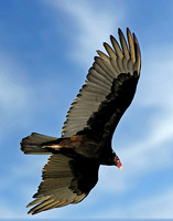 Turkey Vulture In Flight