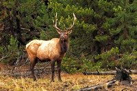 Buck in Yellowstone