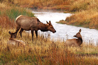 Yellowstone